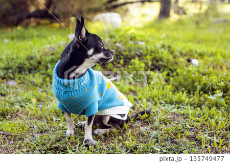 little cute dog in the costume on the grass little cute dog in the costume on the grass 135749477