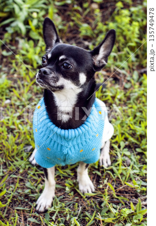 little cute dog in the costume on the grass 135749478