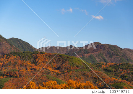 鮮やかなカラマツの紅葉 鮮やかなカラマツの紅葉 135749752