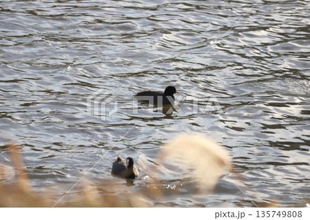 冬の川で泳ぐオオバンの群れ 135749808