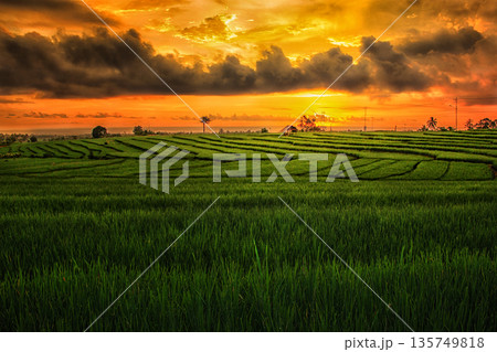rice fields north bengkulu regency, amazing nature color and sky, beautyful morning sunrise and sunset in here, get visit now in here 135749818