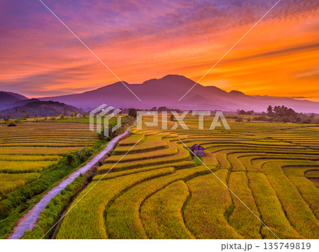 Beautiful morning view in Indonesia, panoramic landscape of rice fields with mountain ranges and clear sky 135749819