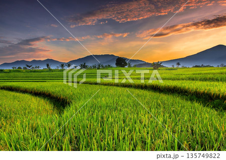 the panoramic beauty of rice fields in the morning with yellowing rice and a burning sky on the horizon 135749822