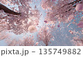 下から見上げて見た桜の花　generative ai 135749882