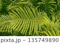 Green fern leaf in sunlight with lush tropical foliage 135749890