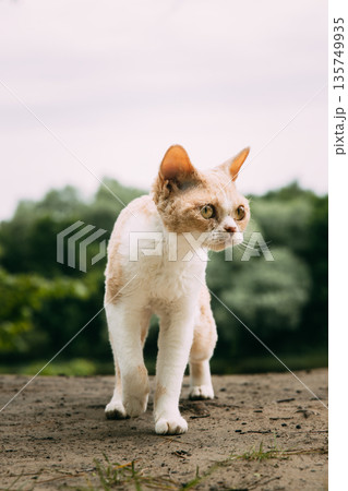 Red-Tan Devon Rex Sitting on Ground – Alert Outdoor Cat Portrait with Distinctive Ears 135749935
