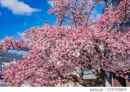 （静岡県）日本で最も早咲き、熱海市糸川のあたみ桜 135750007