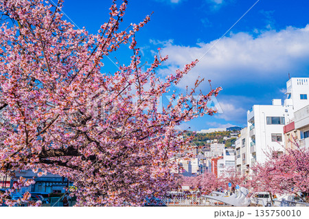 (静岡県)日本で最も早咲き、熱海市糸川のあたみ桜 (静岡県)日本で最も早咲き、熱海市糸川のあたみ桜 135750010