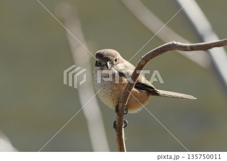 こちらを見るモズ 135750011