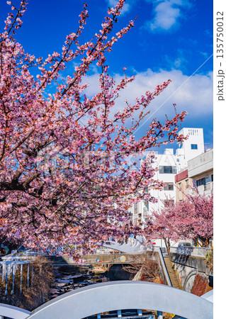 (静岡県)日本で最も早咲き、熱海市糸川のあたみ桜 (静岡県)日本で最も早咲き、熱海市糸川のあたみ桜 135750012