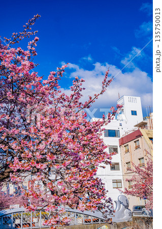 （静岡県）日本で最も早咲き、熱海市糸川のあたみ桜 135750013