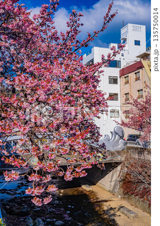 （静岡県）日本で最も早咲き、熱海市糸川のあたみ桜 135750014