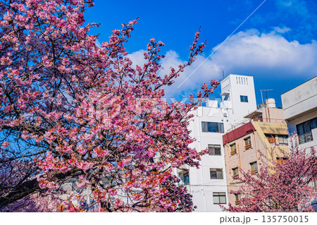 （静岡県）日本で最も早咲き、熱海市糸川のあたみ桜 135750015