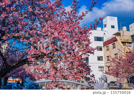 （静岡県）日本で最も早咲き、熱海市糸川のあたみ桜 135750016