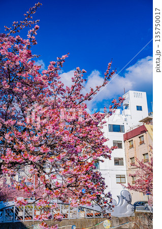 （静岡県）日本で最も早咲き、熱海市糸川のあたみ桜 135750017