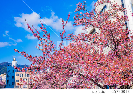 （静岡県）日本で最も早咲き、熱海市糸川のあたみ桜 135750018