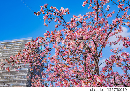 （静岡県）日本で最も早咲き、熱海市糸川のあたみ桜 135750019