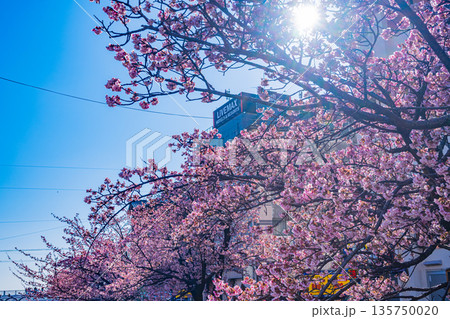 （静岡県）日本で最も早咲き、熱海市糸川のあたみ桜 135750020
