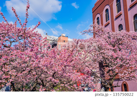 （静岡県）日本で最も早咲き、熱海市糸川のあたみ桜 135750022