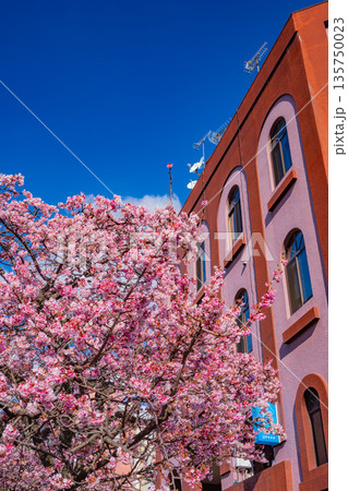 （静岡県）日本で最も早咲き、熱海市糸川のあたみ桜 135750023