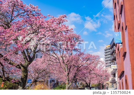（静岡県）日本で最も早咲き、熱海市糸川のあたみ桜 135750024