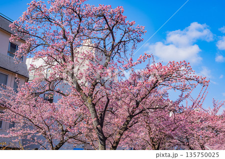 （静岡県）日本で最も早咲き、熱海市糸川のあたみ桜 135750025