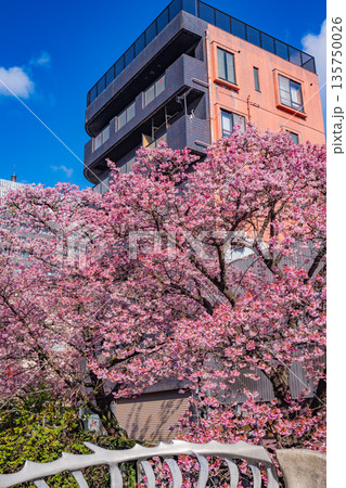 （静岡県）日本で最も早咲き、熱海市糸川のあたみ桜 135750026