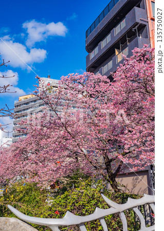 （静岡県）日本で最も早咲き、熱海市糸川のあたみ桜 135750027
