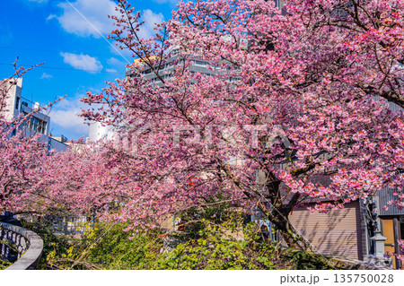 （静岡県）日本で最も早咲き、熱海市糸川のあたみ桜 135750028