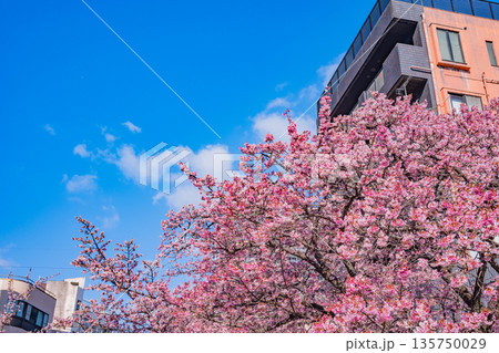 (静岡県)日本で最も早咲き、熱海市糸川のあたみ桜 (静岡県)日本で最も早咲き、熱海市糸川のあたみ桜 135750029