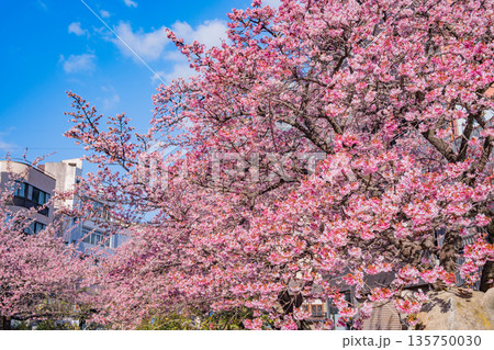 （静岡県）日本で最も早咲き、熱海市糸川のあたみ桜 135750030