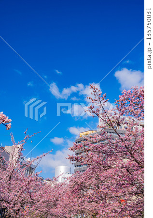 （静岡県）日本で最も早咲き、熱海市糸川のあたみ桜 135750031