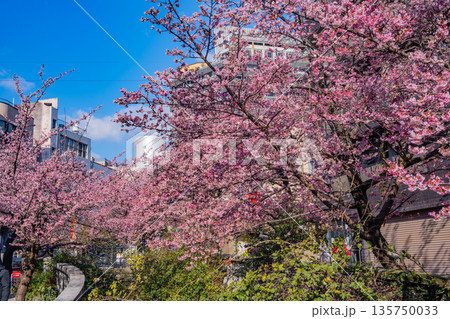 （静岡県）日本で最も早咲き、熱海市糸川のあたみ桜 135750033