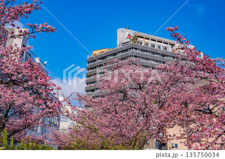 （静岡県）日本で最も早咲き、熱海市糸川のあたみ桜 135750034