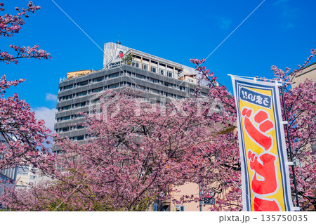 （静岡県）日本で最も早咲き、熱海市糸川のあたみ桜 135750035