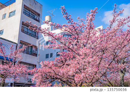 （静岡県）日本で最も早咲き、熱海市糸川のあたみ桜 135750036
