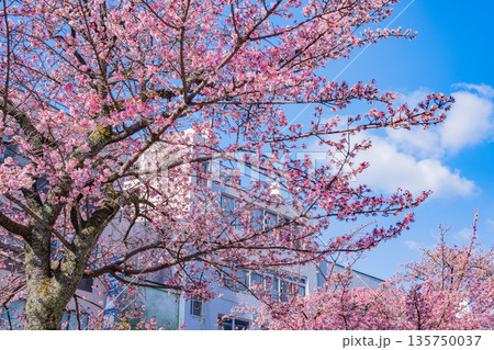 （静岡県）日本で最も早咲き、熱海市糸川のあたみ桜 135750037
