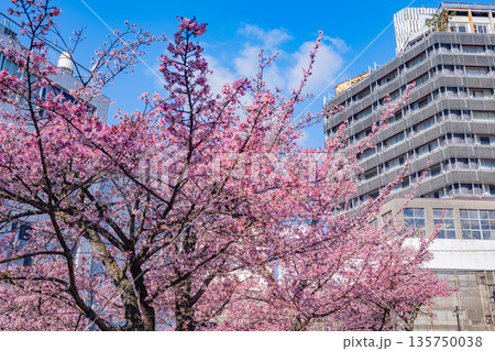 (静岡県)日本で最も早咲き、熱海市糸川のあたみ桜 (静岡県)日本で最も早咲き、熱海市糸川のあたみ桜 135750038