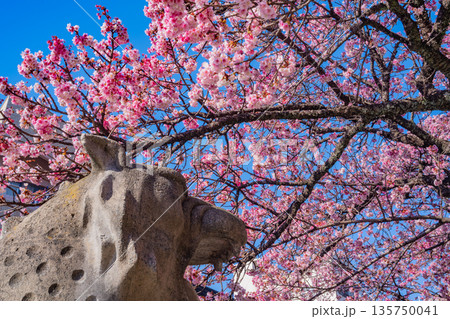 （静岡県）日本で最も早咲き、熱海市糸川のあたみ桜 135750041