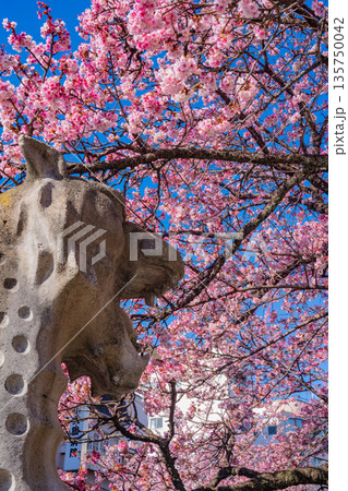 (静岡県)日本で最も早咲き、熱海市糸川のあたみ桜 (静岡県)日本で最も早咲き、熱海市糸川のあたみ桜 135750042
