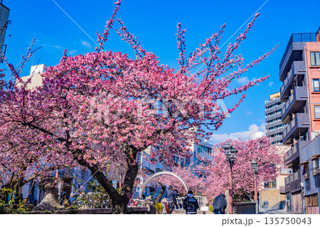 （静岡県）日本で最も早咲き、熱海市糸川のあたみ桜 135750043