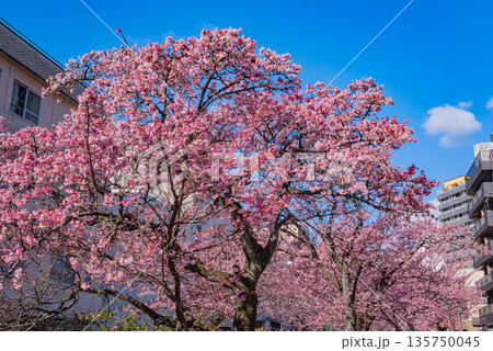 (静岡県)日本で最も早咲き、熱海市糸川のあたみ桜 (静岡県)日本で最も早咲き、熱海市糸川のあたみ桜 135750045