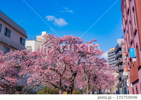 （静岡県）日本で最も早咲き、熱海市糸川のあたみ桜 135750046
