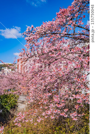 （静岡県）日本で最も早咲き、熱海市糸川のあたみ桜 135750048