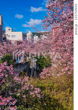 （静岡県）日本で最も早咲き、熱海市糸川のあたみ桜 135750050