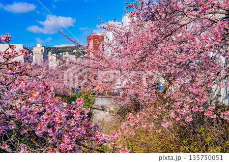 (静岡県)日本で最も早咲き、熱海市糸川のあたみ桜 (静岡県)日本で最も早咲き、熱海市糸川のあたみ桜 135750051