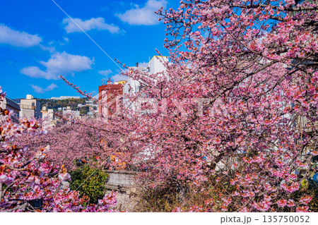 （静岡県）日本で最も早咲き、熱海市糸川のあたみ桜 135750052