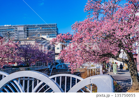 （静岡県）日本で最も早咲き、熱海市糸川のあたみ桜 135750055
