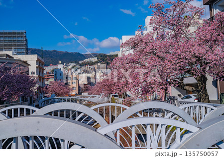 （静岡県）日本で最も早咲き、熱海市糸川のあたみ桜 135750057