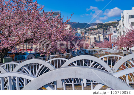 （静岡県）日本で最も早咲き、熱海市糸川のあたみ桜 135750058